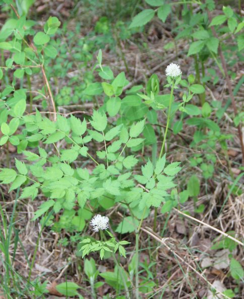 Baneberry